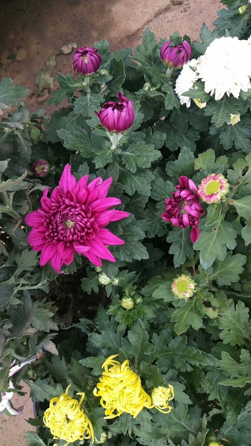 菊花苗