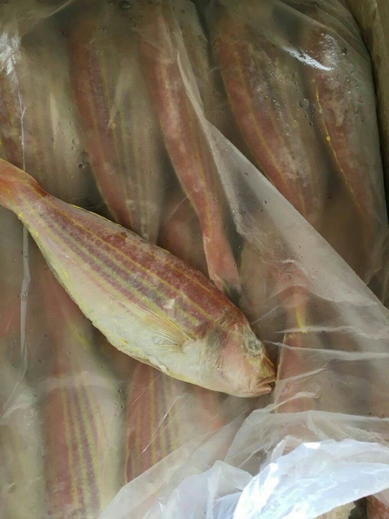金线鱼规格齐全