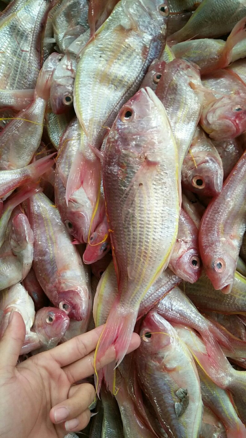 金线鱼规格齐全