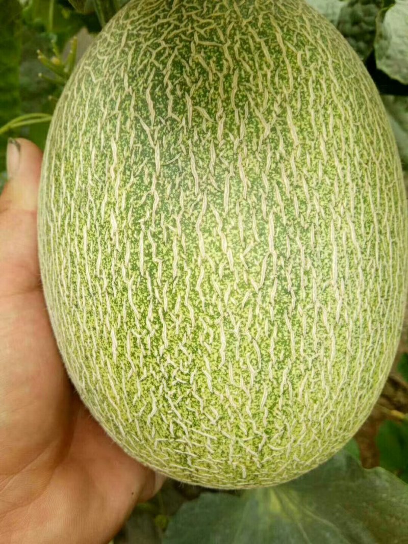 西周密