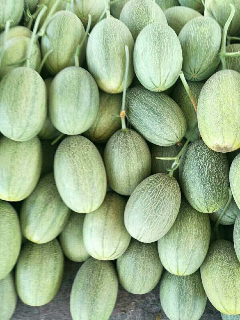 西周密