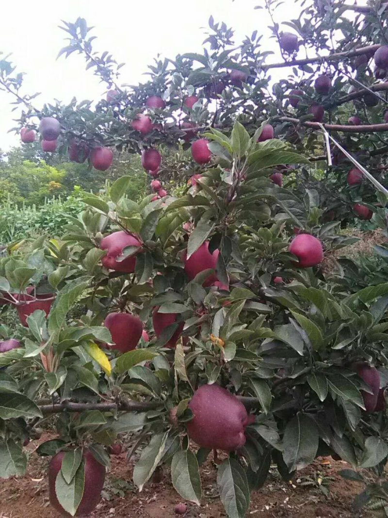 苹果80mm以上
