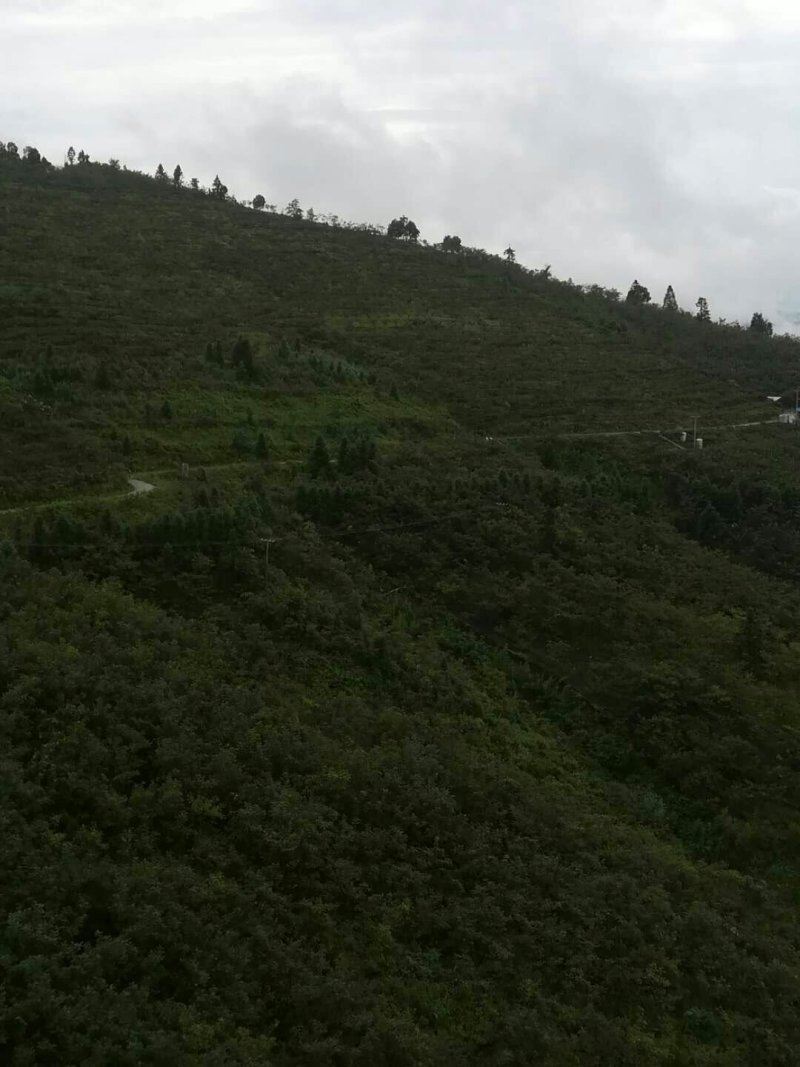 云南省昭通市昭阳区有林地出租或者转让