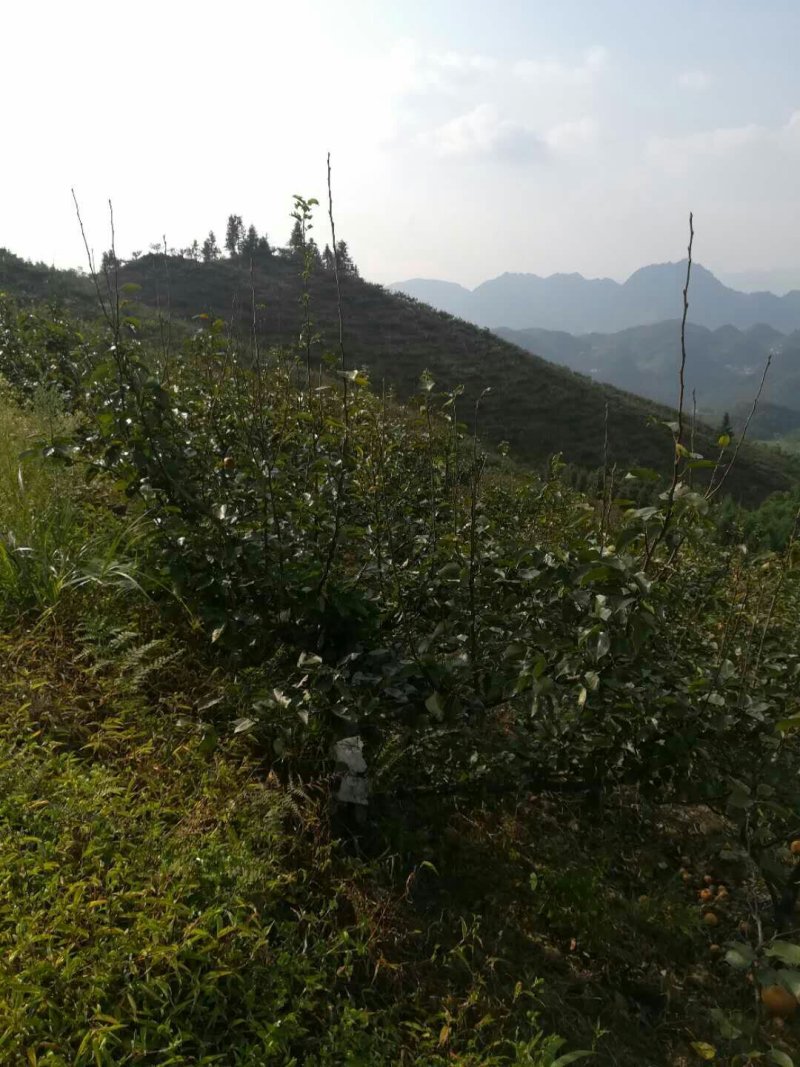 云南省昭通市昭阳区有林地出租或者转让