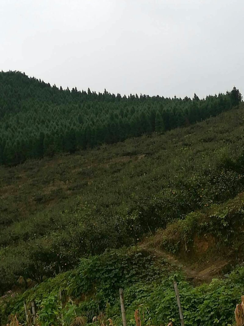 云南省昭通市昭阳区有林地出租或者转让