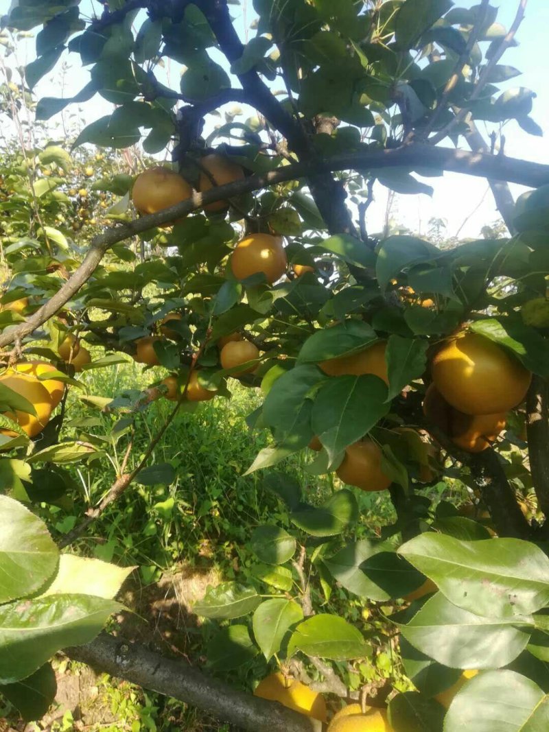 云南省昭通市昭阳区有林地出租或者转让