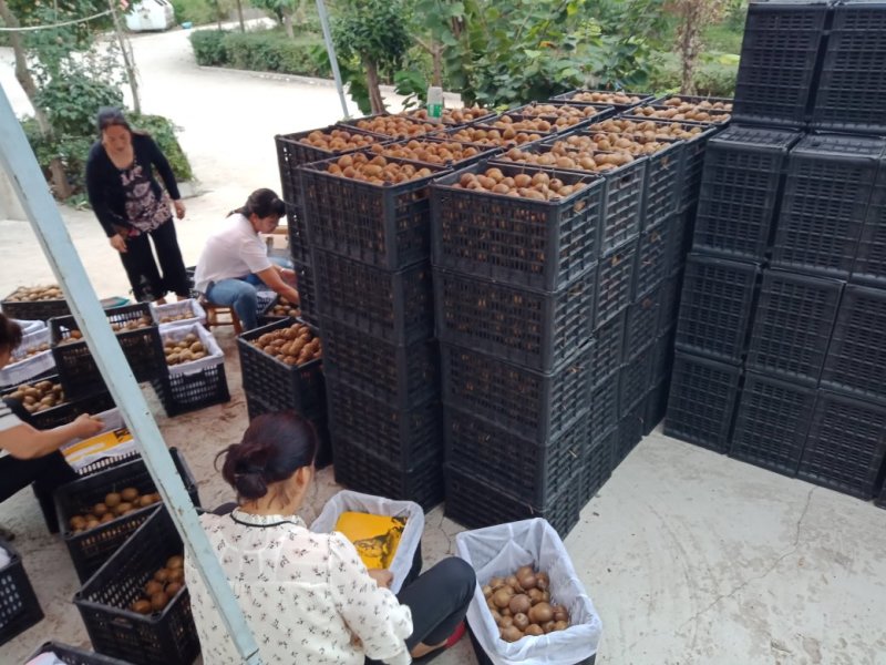 眉县冷库果〈徐香小桃60-90质量杠杠滴