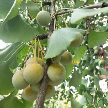 饭白果