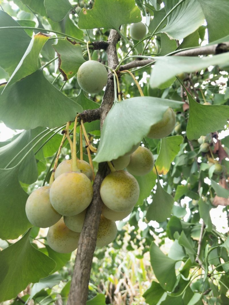饭白果
