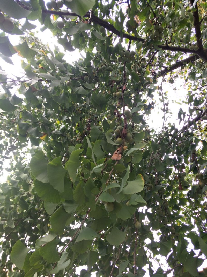 饭白果
