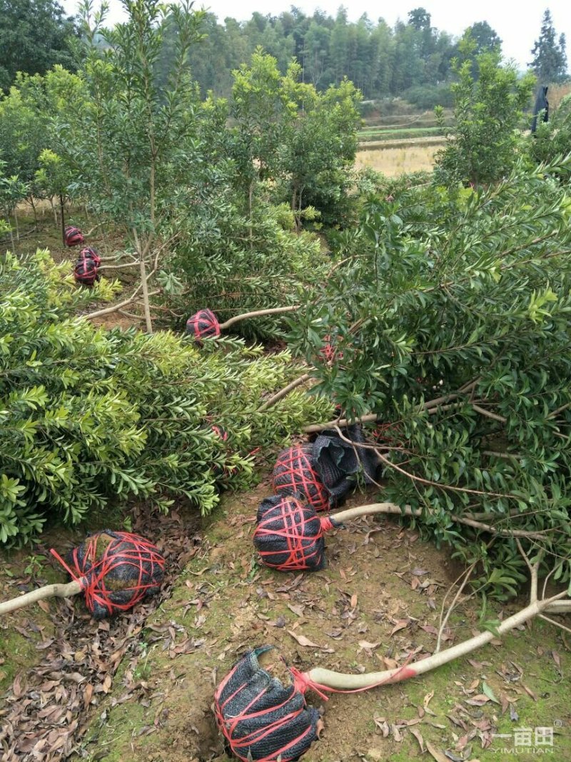 杨梅树