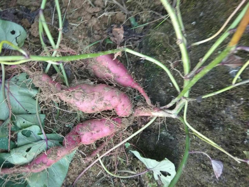 红薯农历八月底至10月有货