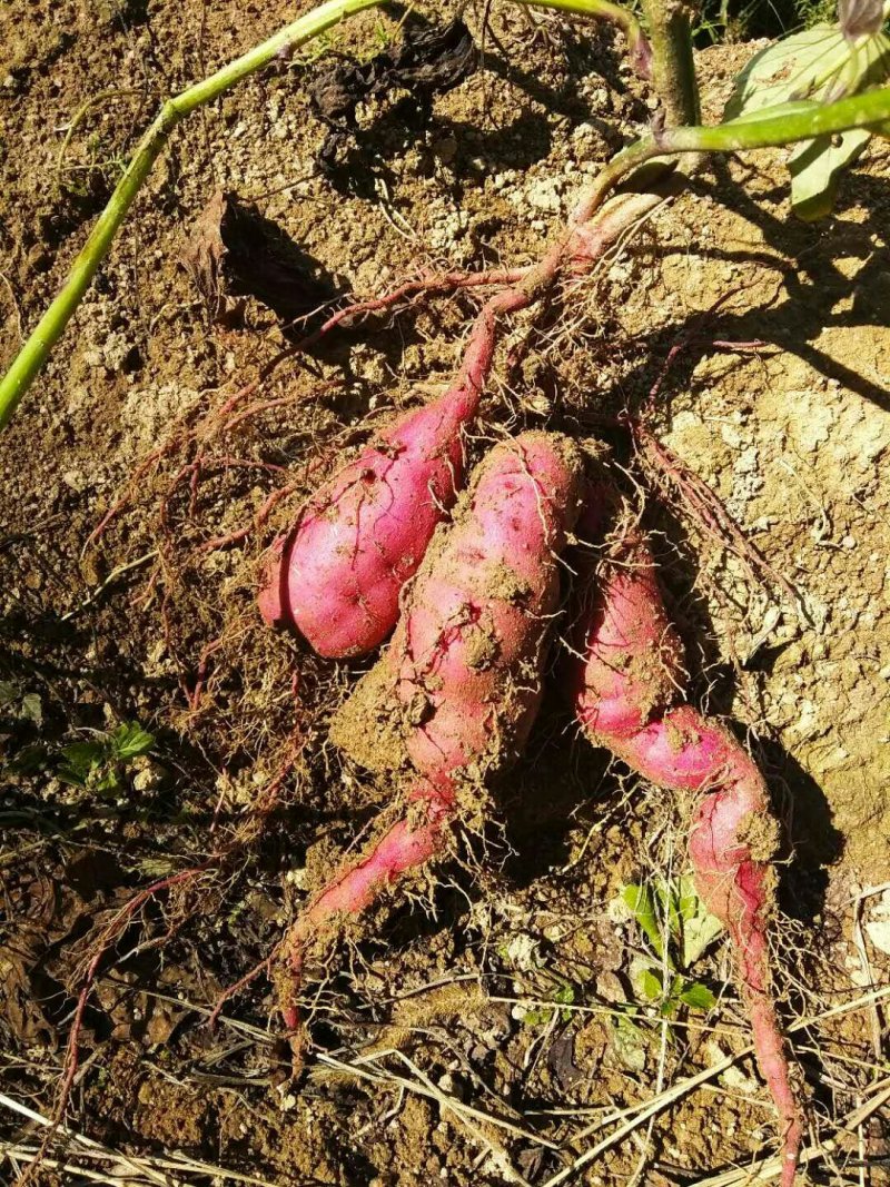 红薯农历八月底至10月有货
