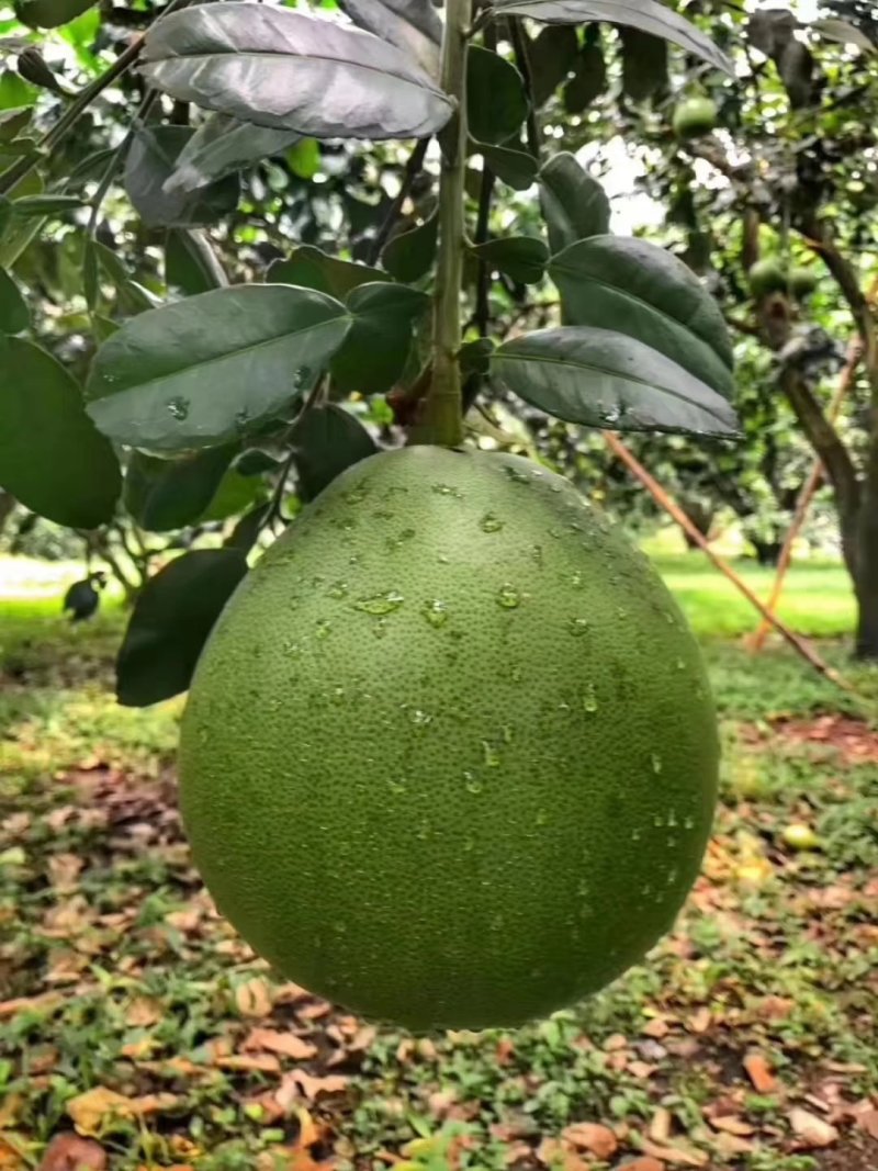 泰国红心柚子，越南红心柚，批发，一件代发