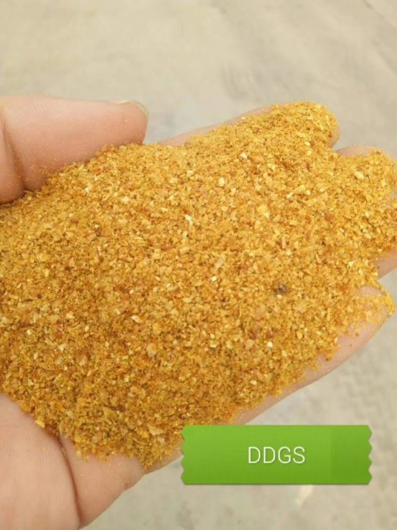 玉米DDGS，花生饼，喷浆豆渣，麦芽根，玉米皮面，