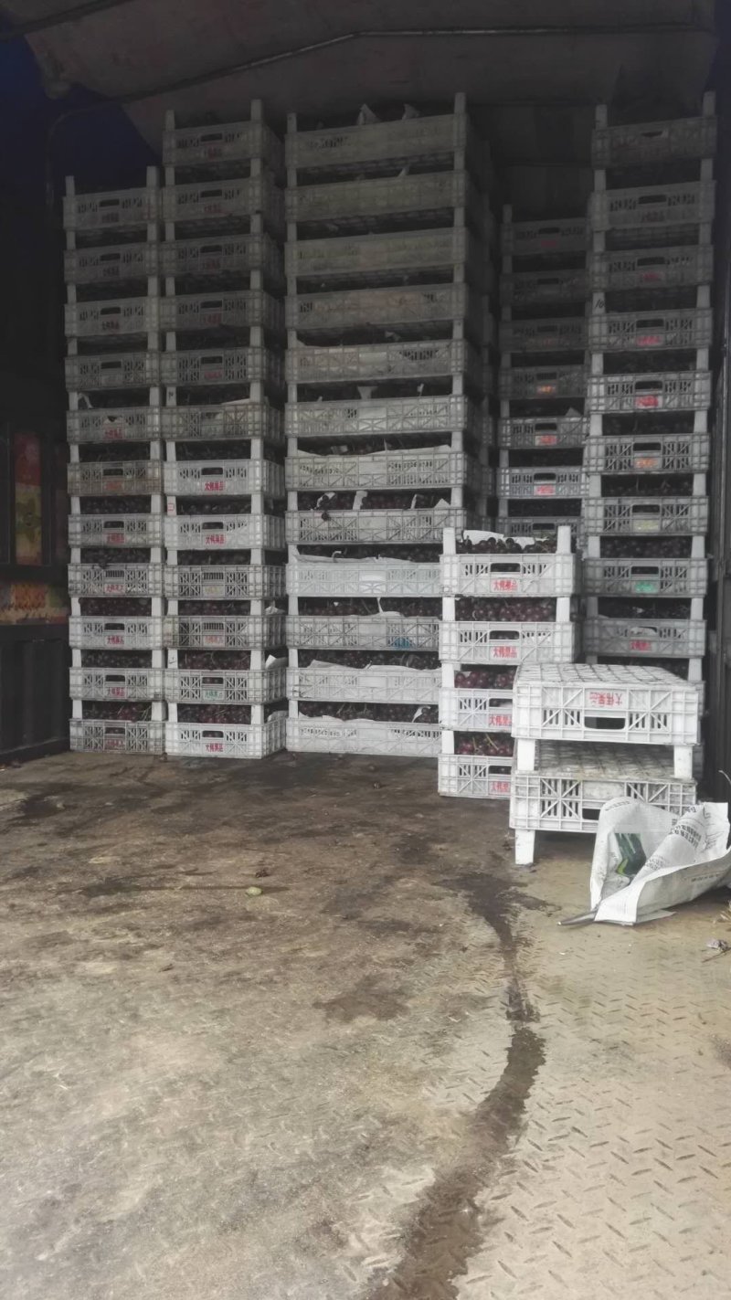 乐亭巨峰葡萄大量上市，颜色口感都不错，欢迎捧场