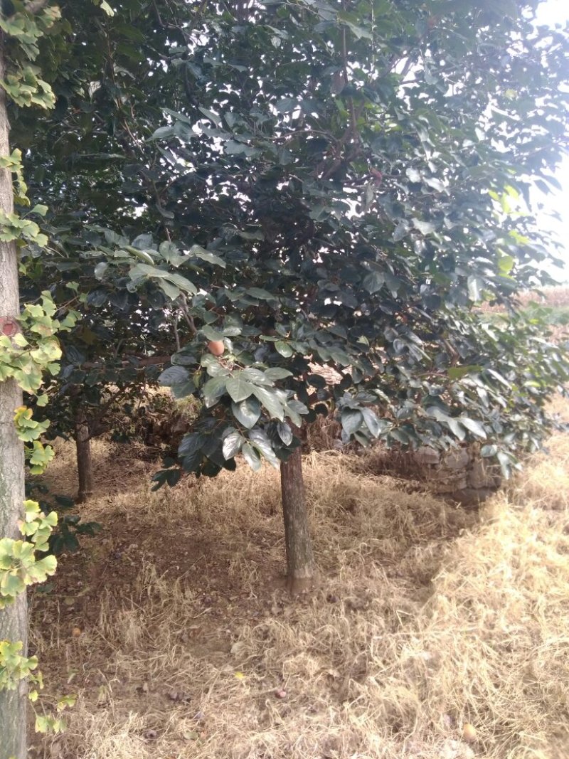 樱花树粘土地栽，树形优美，装车快捷