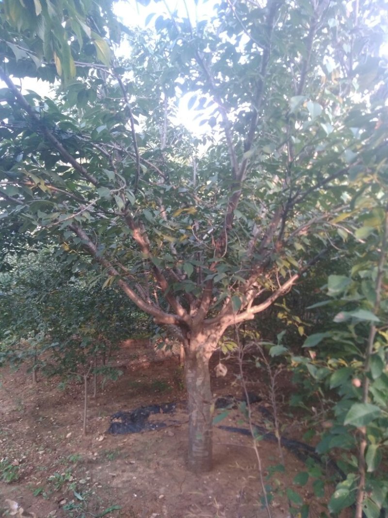 樱花树粘土地栽，树形优美，装车快捷