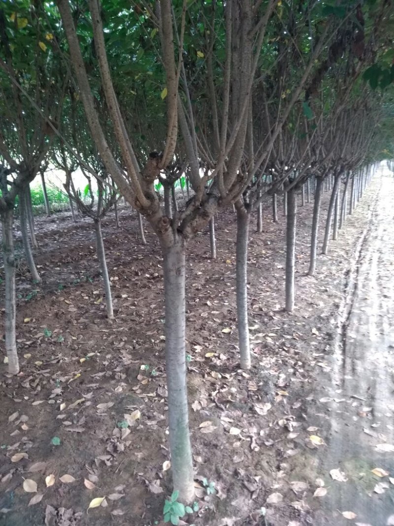 樱花树粘土地栽，树形优美，装车快捷