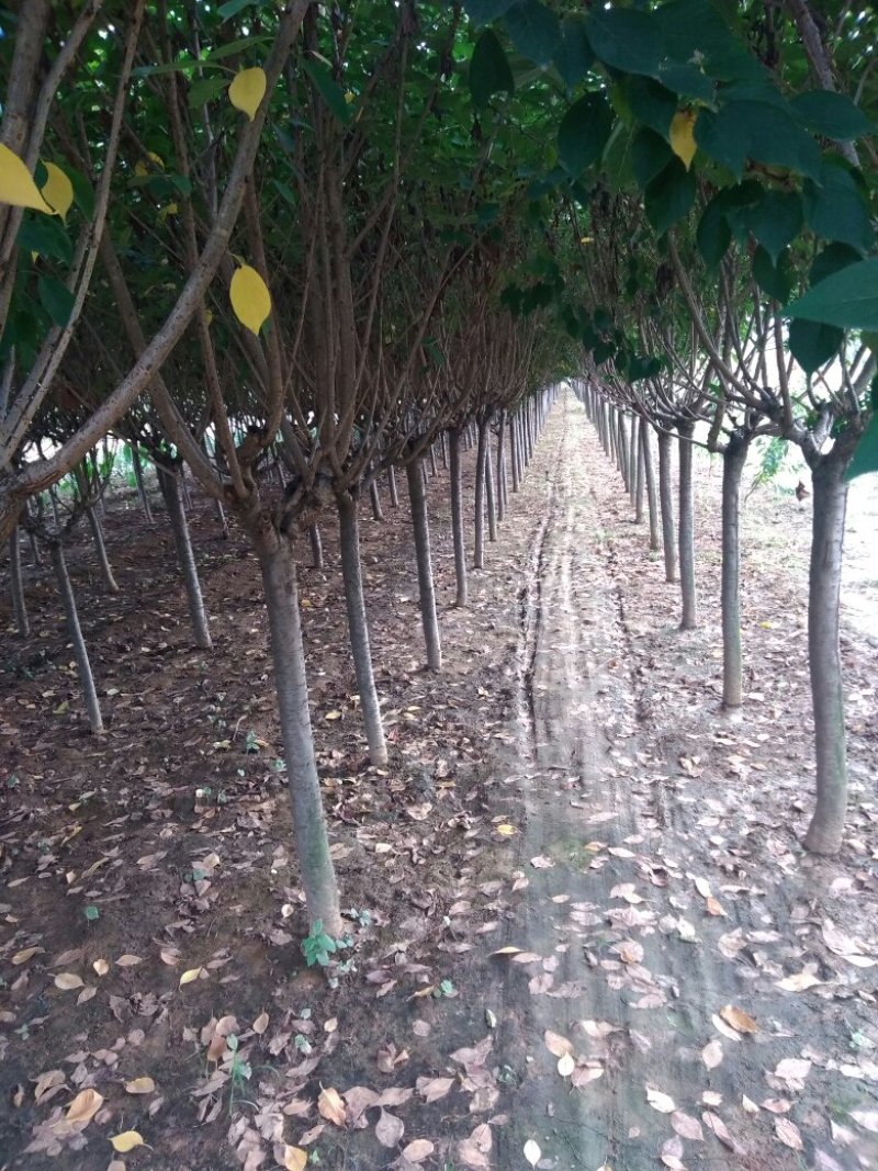 樱花树粘土地栽，树形优美，装车快捷