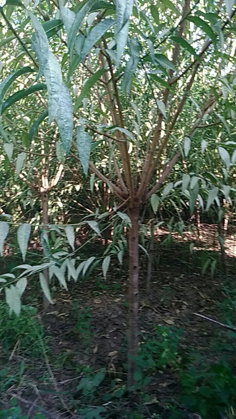 桃树绿化山桃苗，土球裸根上车