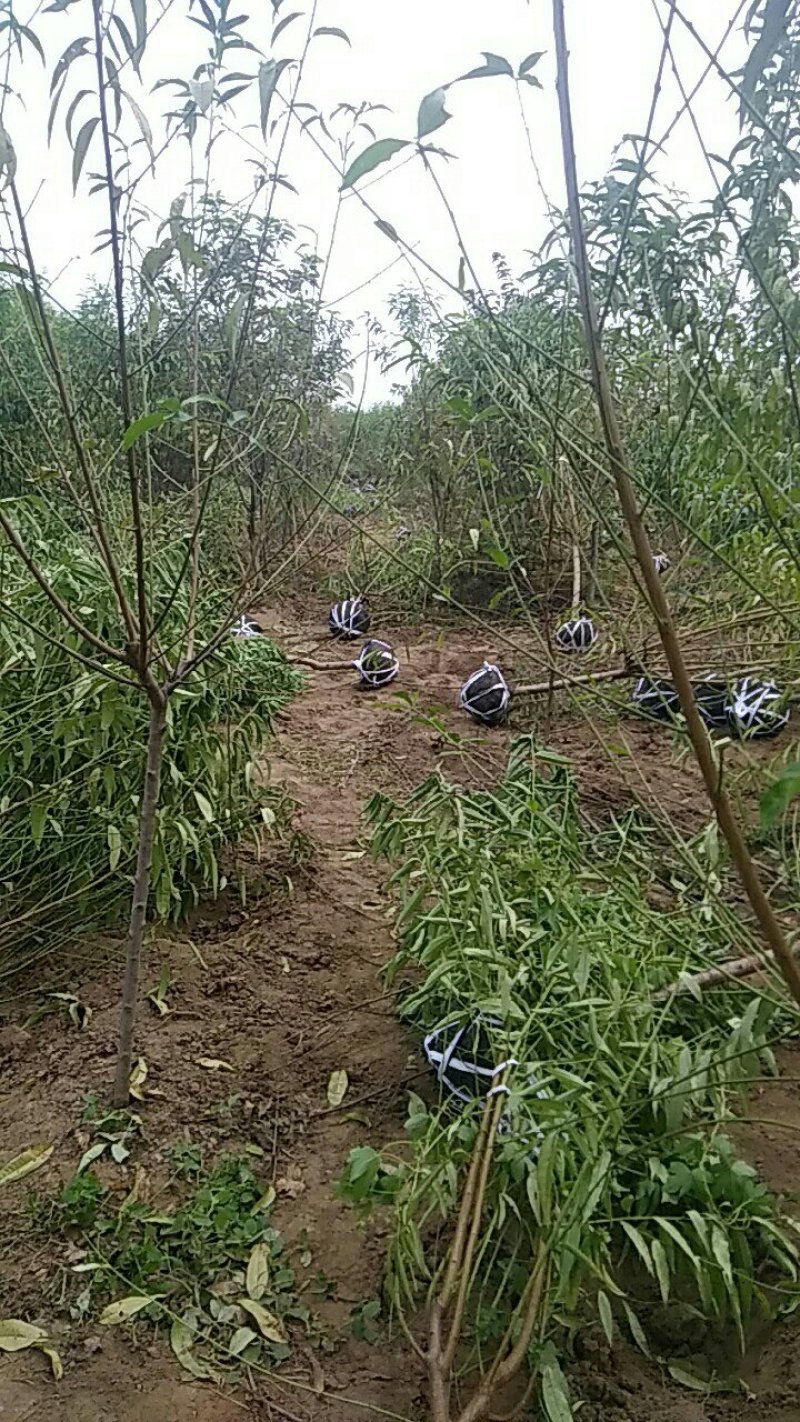 桃树绿化山桃苗，土球裸根上车