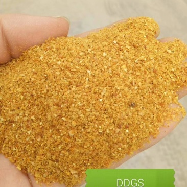 玉米DDGS，蛋白26，脂肪8，水分12，灰分6