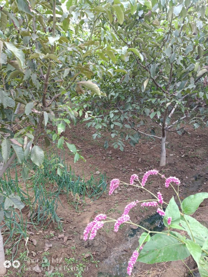 大量供应占地核桃树、枣树、核桃树苗各种规格都有，需要的老