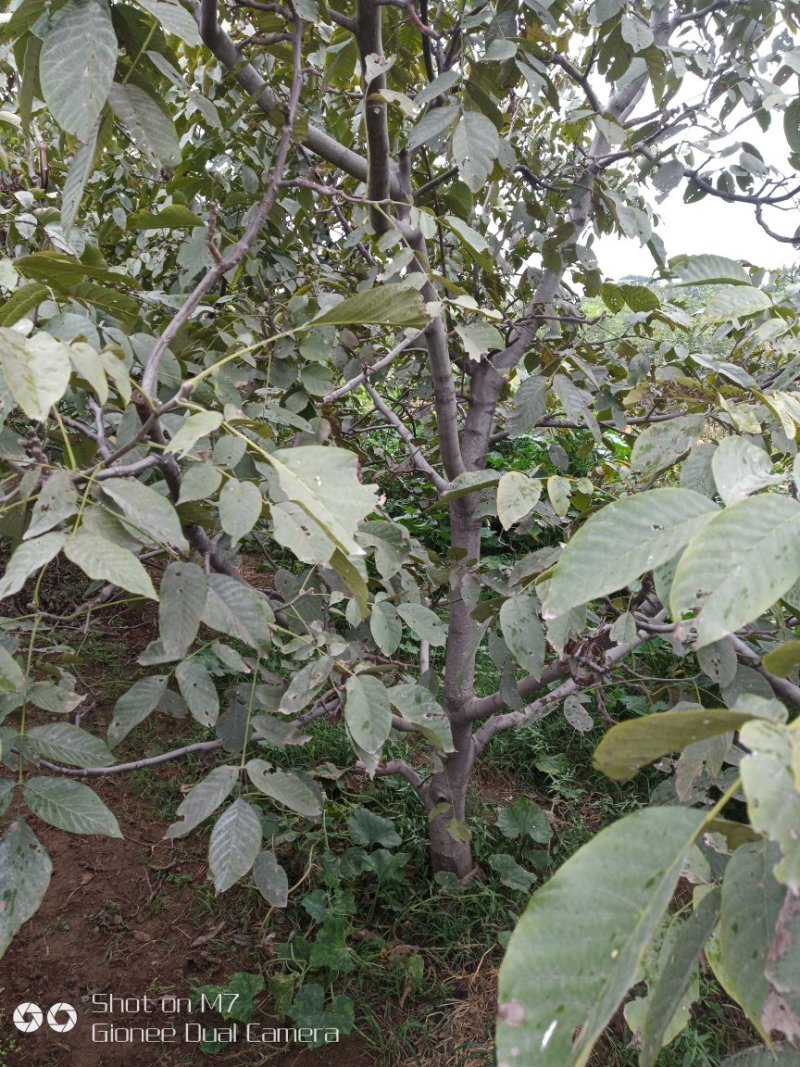 大量供应占地核桃树、枣树、核桃树苗各种规格都有，需要的老