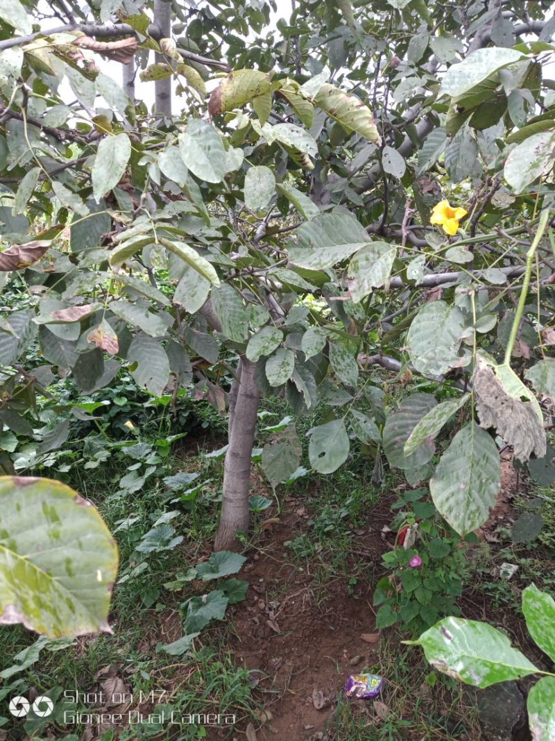 大量供应占地核桃树、枣树、核桃树苗各种规格都有，需要的老