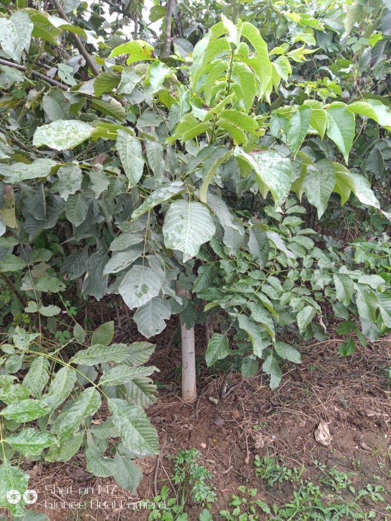 大量供应占地核桃树、枣树、核桃树苗各种规格都有，需要的老