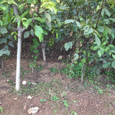 大量供应占地核桃树、枣树、核桃树苗各种规格都有，需要的老