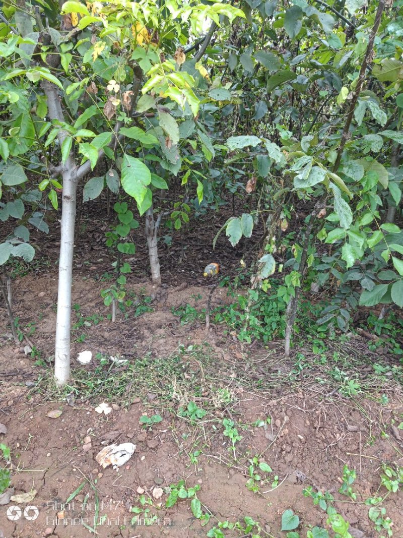 大量供应占地核桃树、枣树、核桃树苗各种规格都有，需要的老