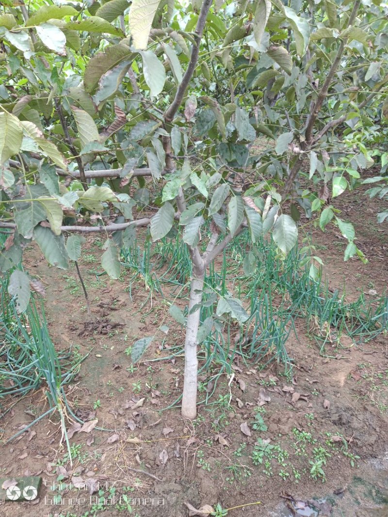 大量供应占地核桃树、枣树、核桃树苗各种规格都有，需要的老