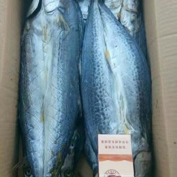 鲅鱼干