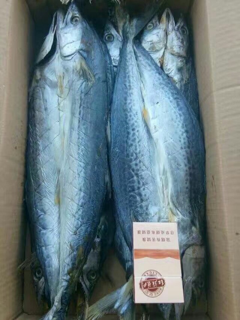 鲅鱼干