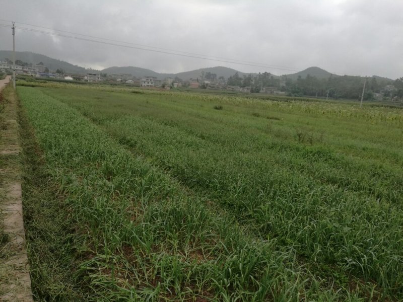 云南省楚雄州南华县周边100亩，红根老品种蒜苗给价即卖