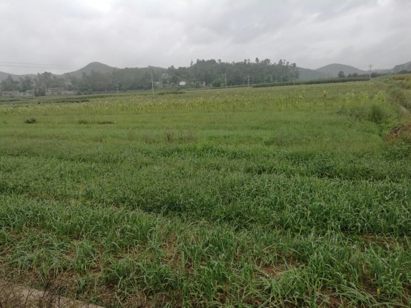 云南省楚雄州南华县周边100亩，红根老品种蒜苗给价即卖