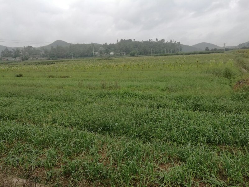 云南省楚雄州南华县周边100亩，红根老品种蒜苗给价即卖