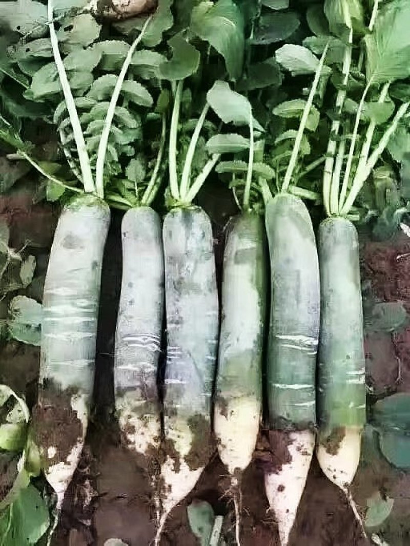潍县青萝卜，下地开拔，无代办费，人工费用全免！