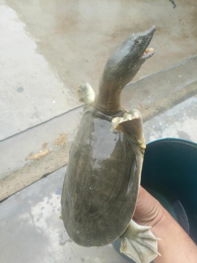 野生甲鱼