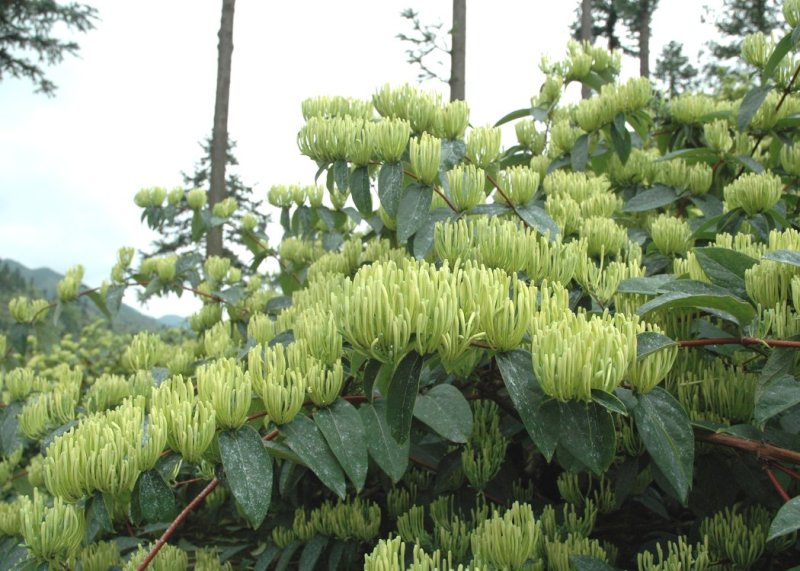 湘蕾金银花苗20~90cm【顺丰包邮】