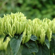 湘蕾金银花苗20~90cm【顺丰包邮】