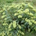 湘蕾金银花苗20~90cm【顺丰包邮】