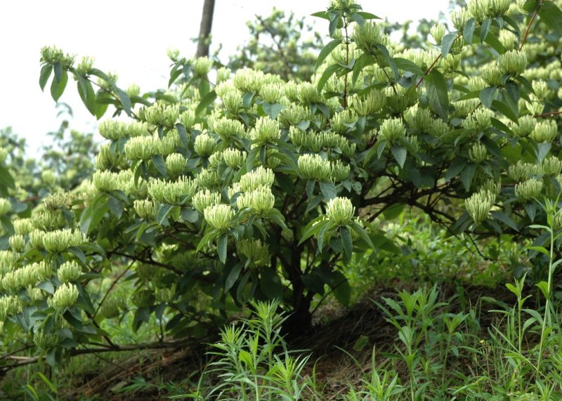 湘蕾金银花苗20~90cm【顺丰包邮】