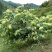 湘蕾金银花苗20~90cm【顺丰包邮】