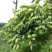 湘蕾金银花苗20~90cm【顺丰包邮】