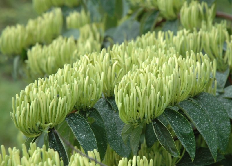 湘蕾金银花苗20~90cm【顺丰包邮】