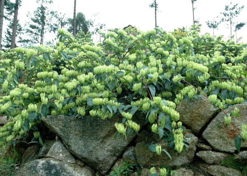 湘蕾金银花苗20~90cm【顺丰包邮】