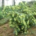 湘蕾金银花苗20~90cm【顺丰包邮】